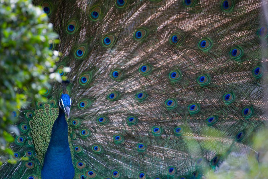 Pavo real en el Pardo, Madrid.